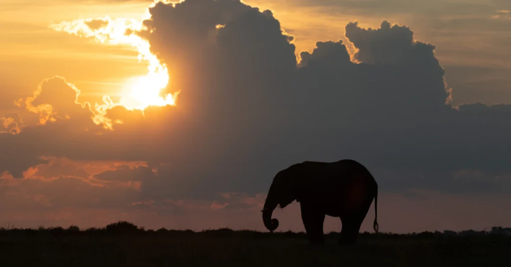 Chart comparing cumulus cloud weight to 100 elephants and a Boeing 747