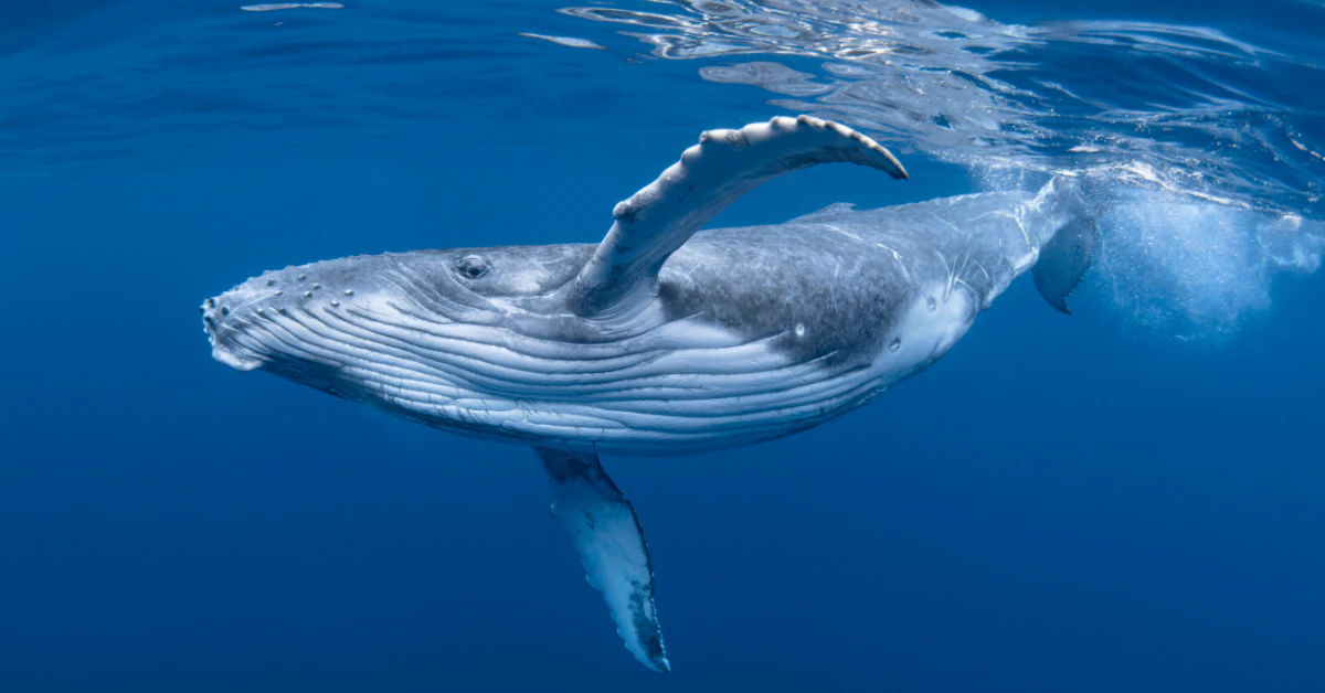 Humpback whale swimming near the ocean surface in clear blue water
