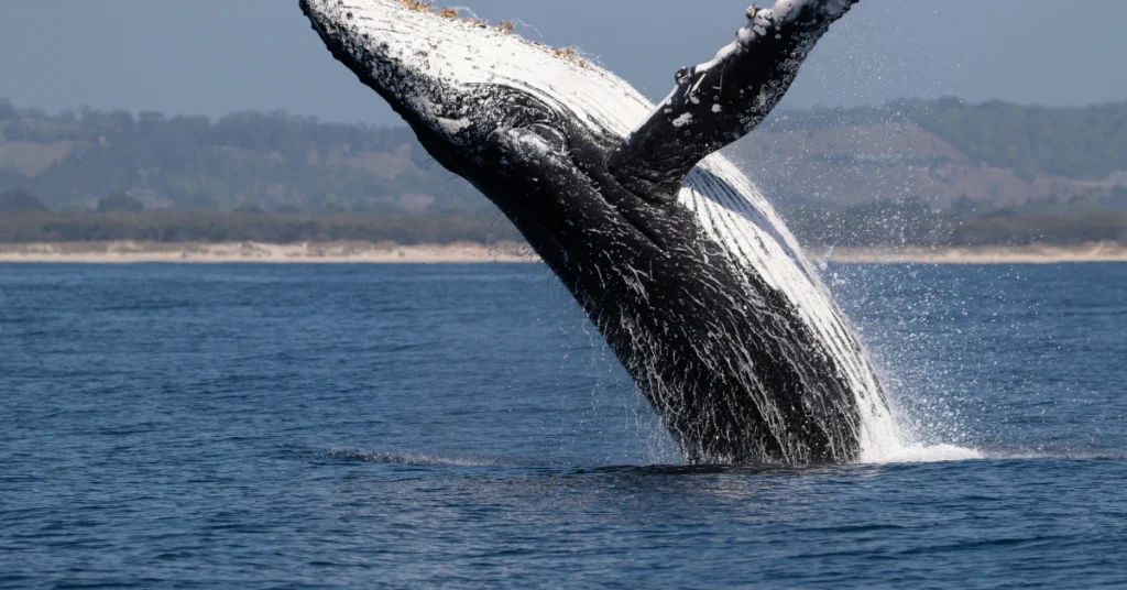 Humpback whale breaching out of the ocean