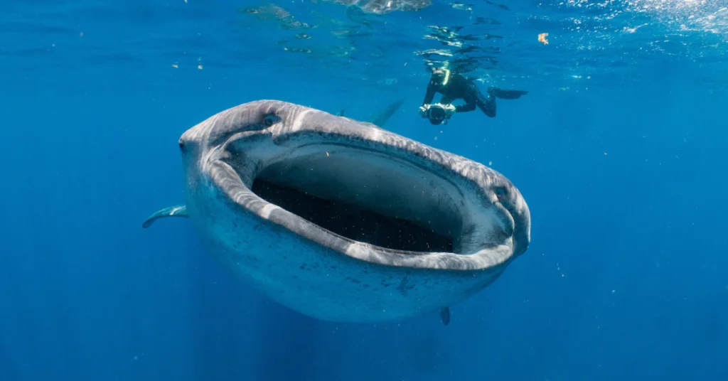 Whale shark with open mouth swimming near a diver
