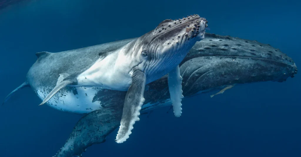 Two whales swimming close together underwater